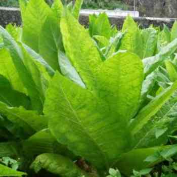 Click para ampliar. Pulsa en el nombre para ver la ficha. Tabaco_La planta, inocente